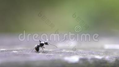 一只大黑蚂蚁在野外吃毛毛虫